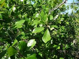 Florida's botanical bounty means a million shades of green. Oak Trees Native To Central Florida Sharons Florida