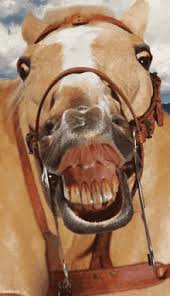 My gap between my teeth is so big i can fit my own chode. Mr Ed Gifs Tenor