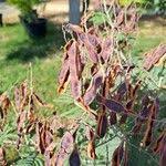 Image result for Acacia hockii