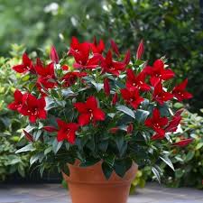 Image result for dipladenie hybrida rio obrázek