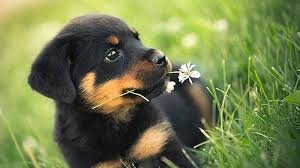 Reputable breeders will screen their dogs to ensure they are not passing issues on to puppies. Rottweiler Breeder In Tucson Arizona Zauberberg