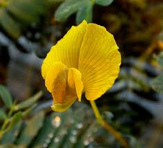 Image result for Aeschynomene uniflora