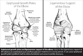 Image result for Growth Plate