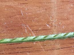 Image result for Eleusine coracana