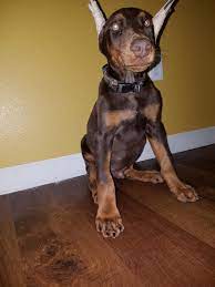 We have webcams that we allow buyers access to so they can log in, and watch their puppies any time they want, day or night. Doberman Pinscher Puppies For Sale Houston Tx 289670