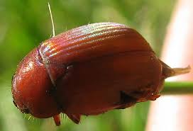 Check spelling or type a new query. What S Eating My Plants Uconnladybug S Blog