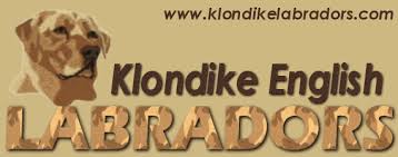 These litters are available for deposit. English Labrador Retriever Testimonials Klondike English Labrador Retrievers Pennsylvania