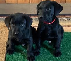 My wife, peggy, and daughters, brenna and susan, do a fantastic job of socializing every pup in. British Labrador Breeder Puppies For Sale In Minnesota Kt British Labs
