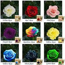 In late spring or summer these large 5 to 6 foot shrub roses put on a spectacular display as bright yellow, 2 1/2 inch double flowers cascade from long arching canes. Rose Seeds Rose Seeds Shopee Malaysia