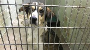 Why go to a dog breeder, cat breeder or pet store to buy a dog or buy a cat when you can adopt? Okc Norman Animal Shelters Offer Free Pet Adoptions
