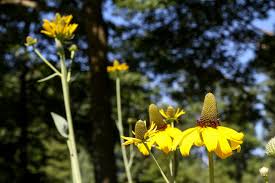 Image result for Megaloprotachne