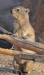 Take a gander at these amazing african animals and see how many you recognize. Rock Hyrax Wikipedia
