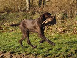 Stunning litter of german wirehaired pointer puppies all liver and white ticked 2 bitch's 3 dogs gamekeeper bred both parents are excellent working dogs. Shooting With German Longhaired Pointers