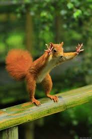 Hands Up In The Air Animal Captions Funny Animal Pictures Funny Animals