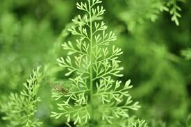 Image result for Asplenium rukararense