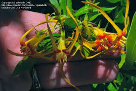 Image result for Strophanthus speciosus