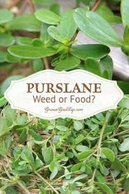 Sauté peaches with garlic, ginger and sage over high heat. 7 Best Purslane Plant Ideas Purslane Plant Edible Wild Plants Wild Edibles