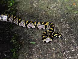 Mandarin Ratsnake Snake Mandarins Reptiles