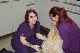 Compassionate care animal hospital in brooklyn park, mn is a full service companion animal hospital. Home Manlius Veterinary Hospital