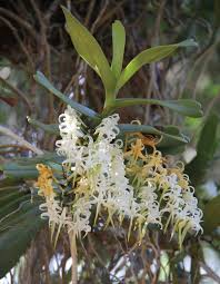 Image result for Cyrtorchis glaucifolia