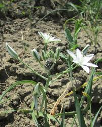 Image result for Ornithogalum flexuosum