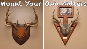 Make certain it is centered left and right. How To Mount Your Own Antlers On A Budget Cheap Diy Project Youtube