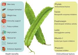 Image result for Psophocarpus lancifolius