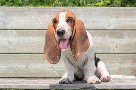 Please contact the breeders below to find basset hound puppies for sale in texas: 10 Best Basset Hound Rescues For Adoption 2021 Our Top 10 Picks