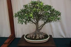 For more information on bonsai care and styling, there are a number of excellent books and magazines on the topic some of. Five Species That Make Great Indoor Bonsai Dengarden