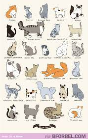 The Different Types Of Cat Breeds Not All Cats Are Just Cat Crazy Cats Cat Vs Human Cute Animals