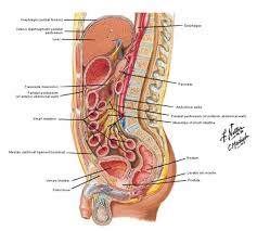 Lower Abdominal Muscles Diagram Koibana Info Anatomy Organs Human Body Anatomy Body Anatomy