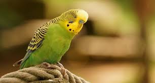 What do you need for a parakeet. Parakeets As Pets How To Keep Them Why They Re Wonderful Pets