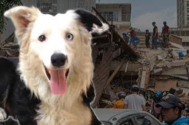 Tsunami rescue dog alternate