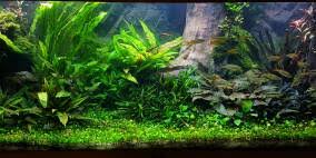 Aponogeton crispus is an aquatic plant species. Aponogeton Crispus Flowgrow Aquatic Plant Database
