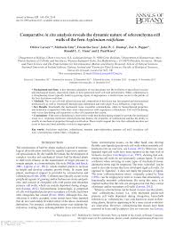 Image result for Asplenium rutifolium