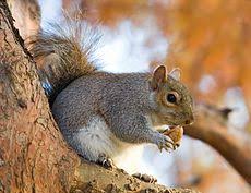 Harda 'sin h y en diminutivo') a ciertas especies de roedores esciuromorfos de la familia sciuridae, entre las que se encuentran: Sciurus Carolinensis Wikipedia La Enciclopedia Libre