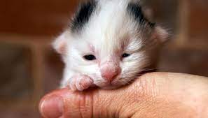 How To Take Care Of Newborn Kittens A Mother Cat Animals Mom Me Newborn Kittens Kitten Care Cats