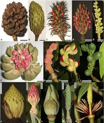 Image result for Magnoliaceae