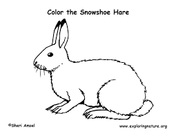 Winter coloring pages mean a lot of fun and many exciting possibilities: Hare Snowshoe Coloring Nature