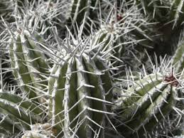 Image result for Croton madandensis