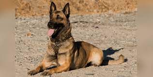 Learn more about the belgian shepherd / malinois breed and find out if this dog is the right fit for the belgian malinois is a sturdy dog of square proportion with moderately heavy, but oval, bone. Belgian Shepherd Dog All Our Info On The Malinois Holidogtimes