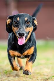 Black And Brown Weiner Dog Puppy Happy Black Brown Dachshund Running In 2020 Dachshund Puppy Miniature Dachshund Dachshund Lovers