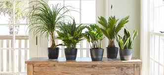 Learn where you can find ponytail palm trees for sale, plus get care, planting, and growing instructions for your ponytail palm tree. Plants Of Steel Costa Farms