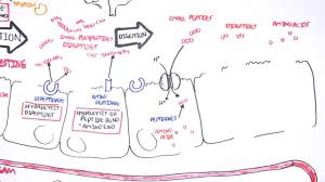 protein digestion and absorption