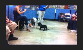 Highly sought after puppy training and dog training classes. What Are Reviews For Petsmart Puppy Training Classes Quora