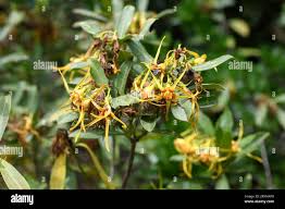 Image result for Strophanthus speciosus