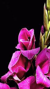 Decent Image Scraps Flowers Gif Beautiful Gif Flowers