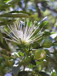 Image result for Maerua triphylla