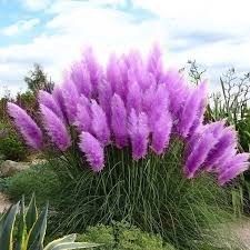 New Rare Impressive Purple Pampas Grass Seeds Ornamental Home Garden Plants Flowers Seeds Cortaderia Selloana 600pcs B Garten Pflanzen Garten Garten Bepflanzen