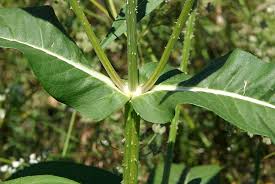 Image result for Dipsacaceae